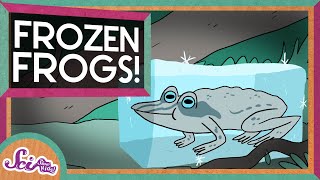 The Secret of Frozen Frogs  Winter Science  SciShow Kids [upl. by Alleunam]