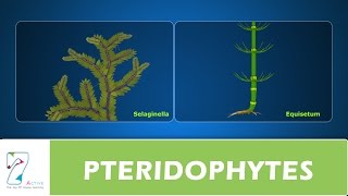 PTERIDOPHYTES [upl. by Ametaf357]