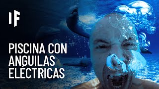 ¿Qué pasaría si cayeras en una piscina llena de anguilas eléctricas [upl. by Vanda]