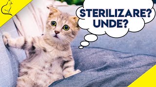 Sterilizare Pisici  Tot Ce Trebuie Sa Stii [upl. by Ojeillib86]