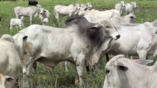 Cattle raising in Brazil  Raised on Grass [upl. by Kirsch]