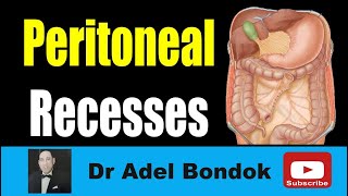 49 Peritoneal development step 0 model introduction [upl. by Howund273]