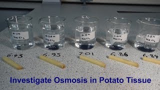 Osmosis Required Practical GCSE Biology [upl. by Nonnaehr]