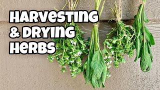 How To Harvest and Dry Herbs  Sage [upl. by Ellenyl943]