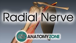 Radial Nerve  3D Anatomy Tutorial [upl. by Ohaus]