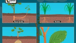 Buds formed in plants  Vegetative propagation  Biology [upl. by Di]