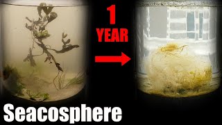 A Year Ago I Put Saltwater in a Jar This Happened  Natural saltwater ecosphere 1 year update [upl. by Arlon]