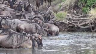 Wildebeest vs crocodile  Attack on the Grumeti River [upl. by Orms637]