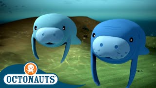 Octonauts  The Manatees  Cartoons for Kids  Underwater Sea Education [upl. by Attelocin]