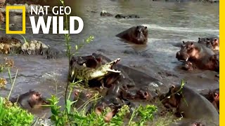 Hippo vs Crocodile  Nat Geo Wild [upl. by Spears]