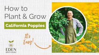 Tips for Growing California Poppy Seeds [upl. by Annanhoj935]