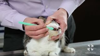 How to Brush Your Cats Teeth  Vet Tutorial [upl. by Chesney]