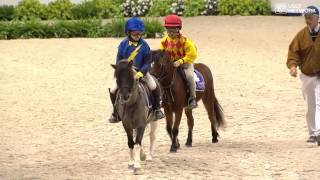 Shetland Pony Race [upl. by Nnaael]