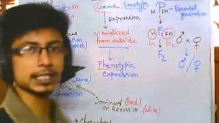 Genetics part 1 introduction to advanced genetics [upl. by Letsirhc323]