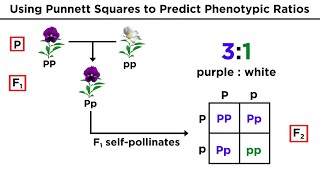 Mendelian Genetics and Punnett Squares [upl. by Leahci456]