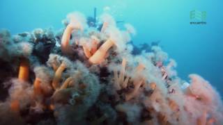 Atlántico Sur Buceo en el mar Argentino capítulo completo  Canal Encuentro [upl. by Richie14]