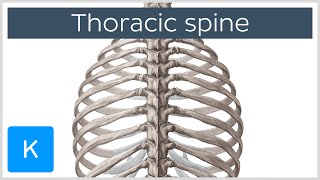 Thoracic Spine  Definition amp Components  Human Anatomy  Kenhub [upl. by Anitsuga]