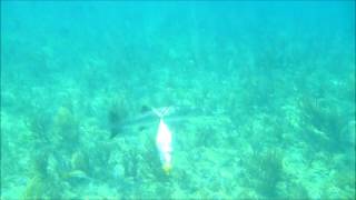 Barracuda attacks fish [upl. by Cherise173]