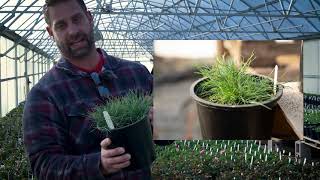 Festuca glauca Beyond Blue Blue Fescue Grass [upl. by Evyn]