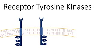 Receptor Tyrosine Kinases  RTK [upl. by Dina]