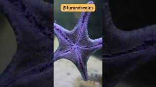 Starfish From Regeneration to Feeding Methods [upl. by Winter108]