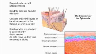 Layers of the Epidermis [upl. by Leimaj]