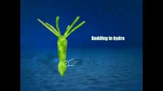 ELearning  Budding in Hydra [upl. by Elenaj]