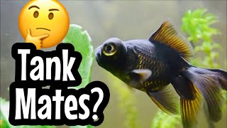 Black Moor Goldfish Tank Mates [upl. by Araed]