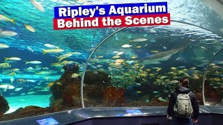 Ripleys Aquarium of Canada  Behind The Scenes Tour  Toronto Aquarium [upl. by Bray]