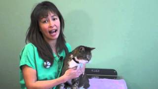 How to use an asthma Inhaler in your cat  Dr Justine Lee [upl. by Ainezey]