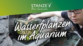 Wasserpflanzen in Aquarium einsetzen  HowTo [upl. by Nitin]