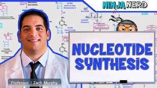 Metabolism  Nucleotide Synthesis  Purine amp Pyrimidine Synthesis [upl. by Paget974]