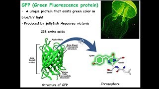 GFP Green Fluorescent Protein GFP tagging [upl. by Marketa]