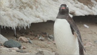 Gentoo Penguins [upl. by Merridie]