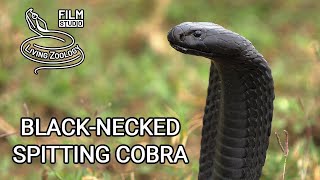 Deadly venomous Blacknecked spiting cobra Naja nigricollis wild snake in Kenya black snake [upl. by Eninnej]