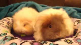 Texel guinea pigs Breed information and care tips [upl. by Pickens]