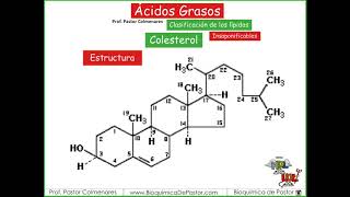 Esteroides  Ácidos grasos Parte XIV [upl. by Pironi646]