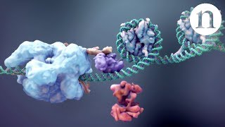 CRISPR Gene editing and beyond [upl. by Else]