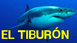 El TIBURÓN cómo vive alimentación nado morfología🦈 [upl. by Gnaoh]