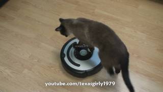 Cat shows HOW TO use iRobot Roomba Vacuum [upl. by Vaclav81]