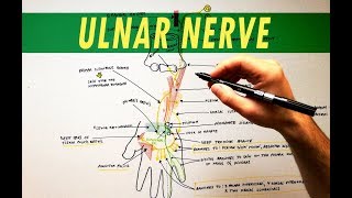 Ulnar Nerve  Anatomy Tutorial [upl. by Huntington]