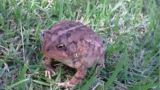 Southern Toad [upl. by Miculek]