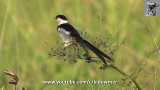 Bird Call PINTAILED WHYDAH [upl. by Lihkin]