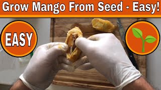 How To Grow A Mango Tree From Seed  Days 017 [upl. by Estevan410]