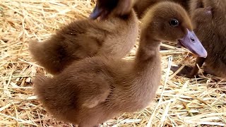 The Beginners Guide To Raising Ducklings Days 114 [upl. by Eob]