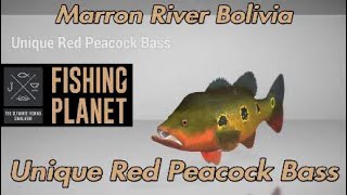 Unique Red Peacock Bass  Marron River Bolivia  Fishing Planet [upl. by Evelina]