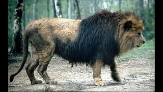 The Barbary lion [upl. by Akemehc121]