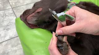 How to Trim Your Dogs Dark Nails [upl. by Karie]