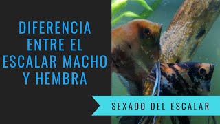 Escalar macho y hembra ¿Cómo saberlo  Acuarios Kleiner Fish [upl. by Lippold184]