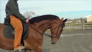 Just started under saddle  Dutch Harness Horse [upl. by Fiann]